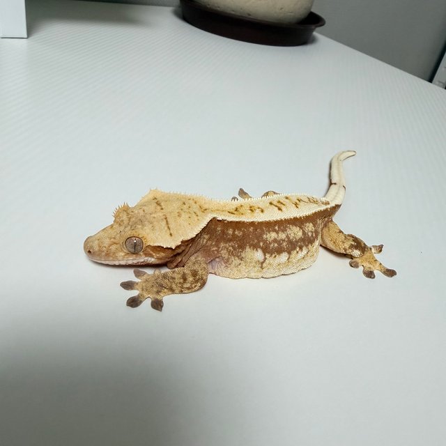 쿼드 핀스트라이프 레드