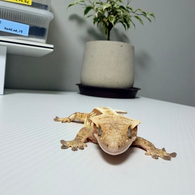 쿼드 핀스트라이프 레드