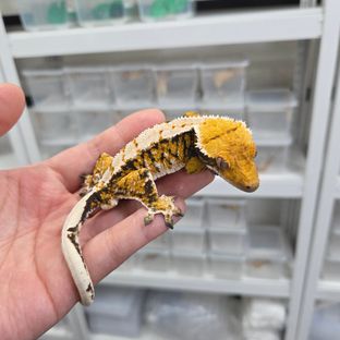 트라이