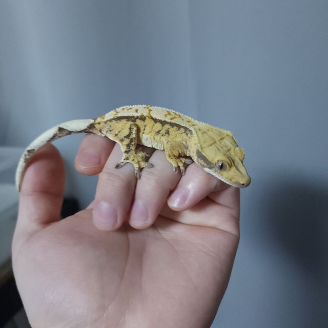 트라이