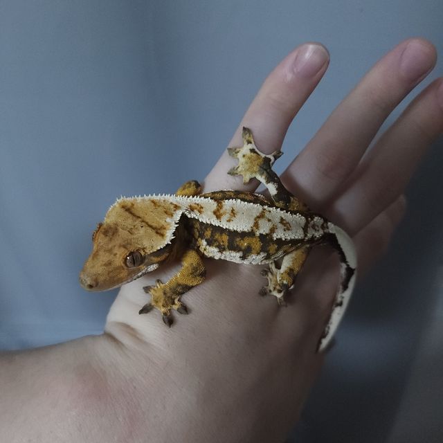 트라이