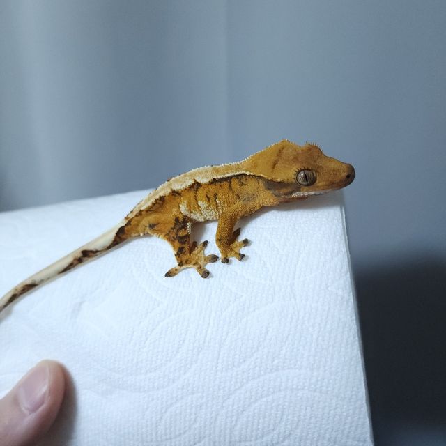 트라이