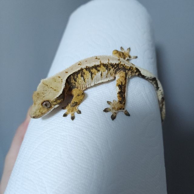 트라이
