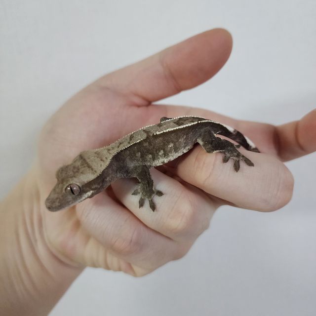 아잔틱