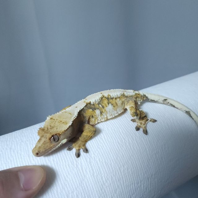 트라이