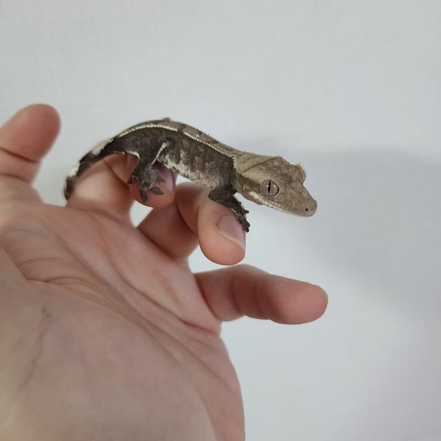 아잔틱