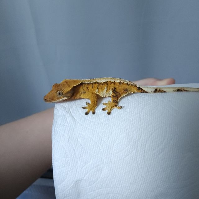 트라이