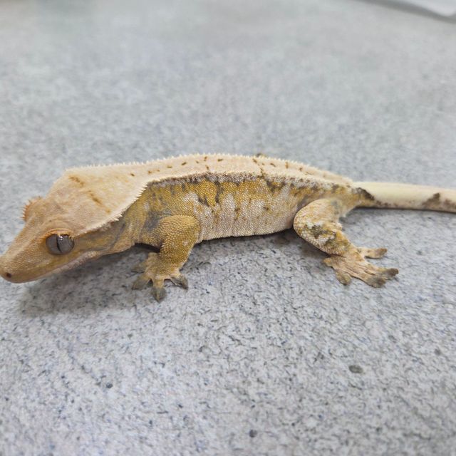 트라이