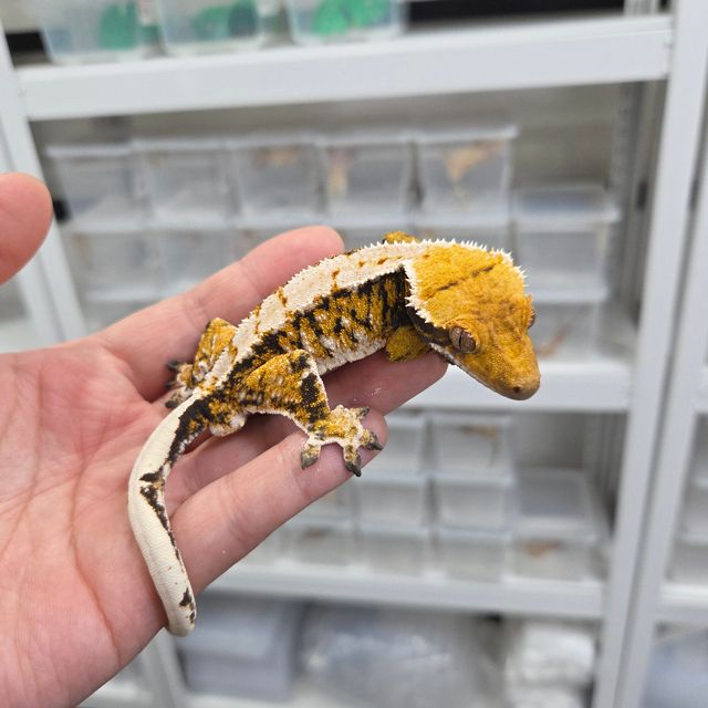 트라이