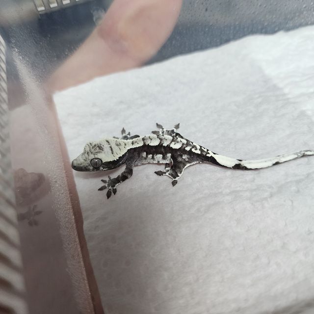 아잔틱
