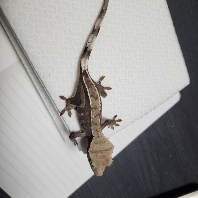 아잔틱