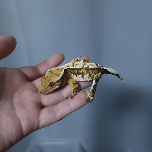 트라이