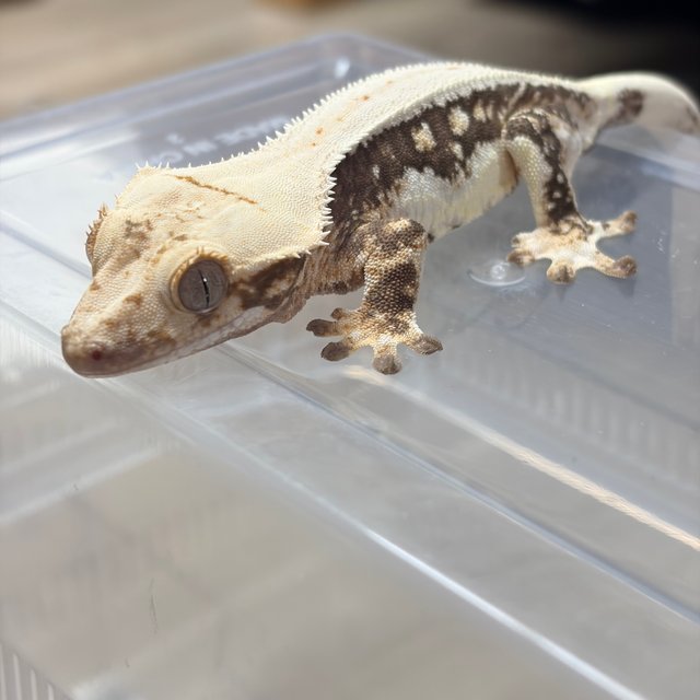 릴리화이트 노멀 릴리100%헷아잔틱