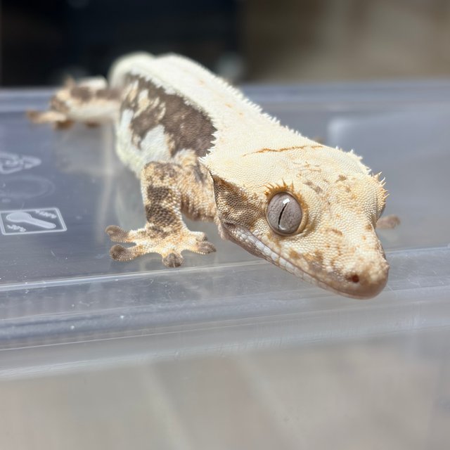 릴리화이트 노멀 릴리100%헷아잔틱