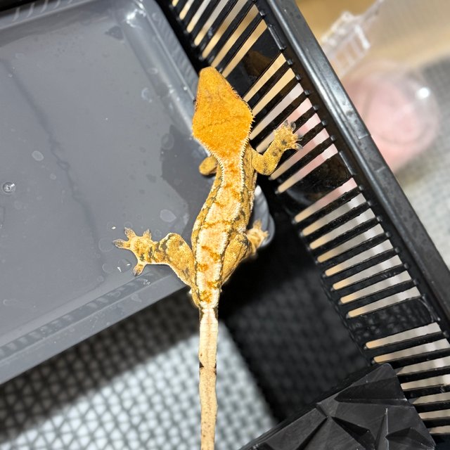 노멀 트라이 텐저린