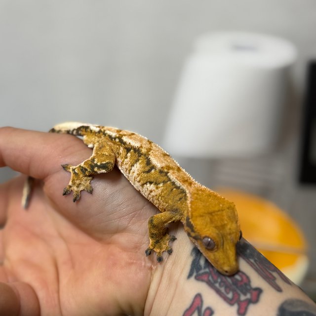 노멀 트라이 텐저린