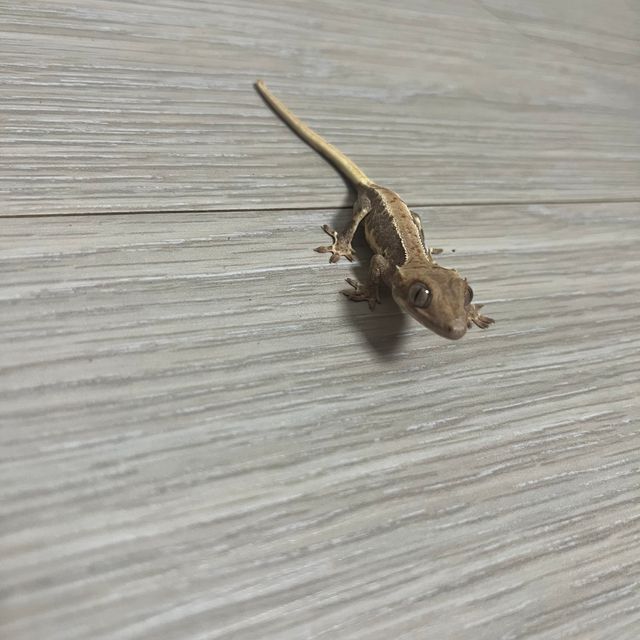 릴리화이트 크림
