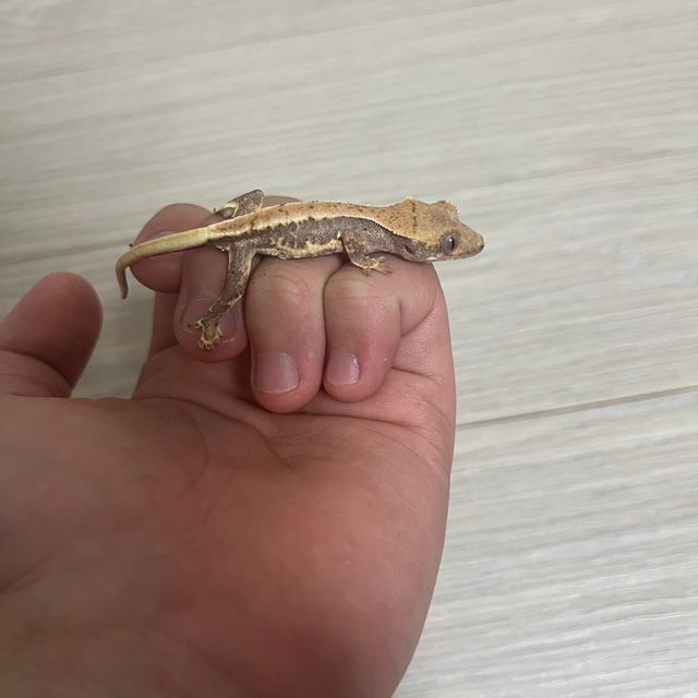릴리화이트 크림