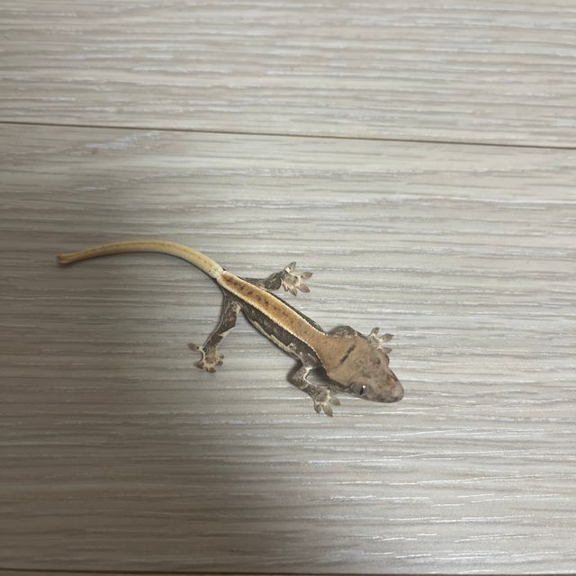 릴리화이트 크림