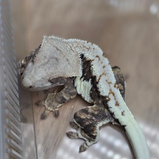 릴리100%헷아잔틱