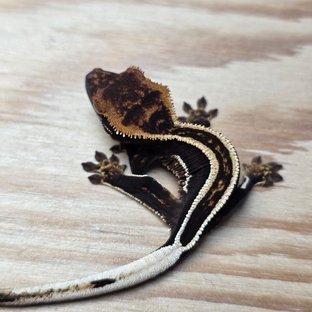 엠티백 슈퍼스트라이프