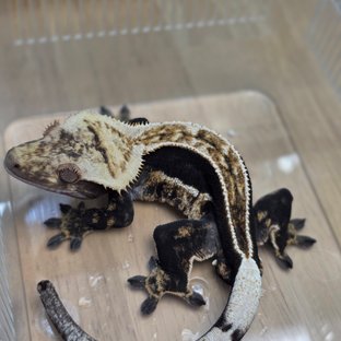 100%헷아잔틱 쿼드 풀핀