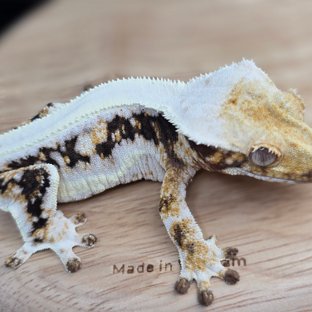 릴리100%헷아잔틱