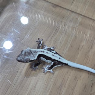 릴잔틱