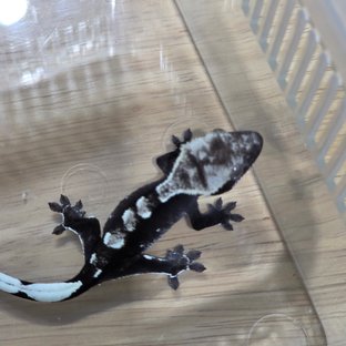 아잔틱
