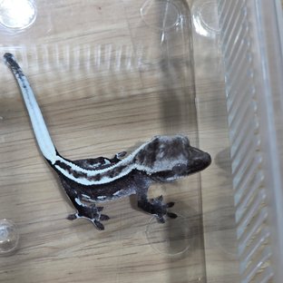 아잔틱