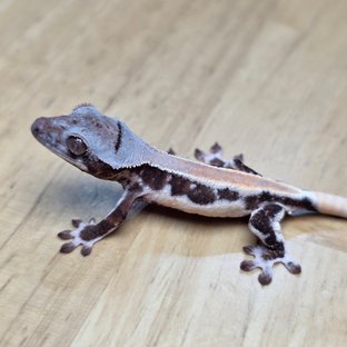 릴리화이트 초초