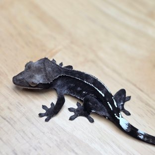 아잔틱 카푸치노