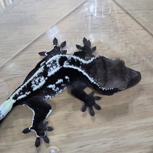 아잔틱