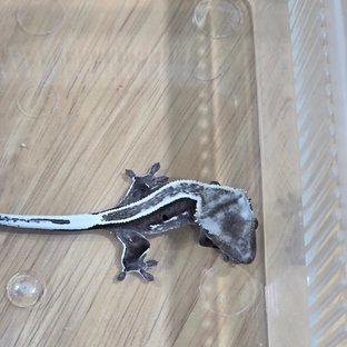 아잔틱