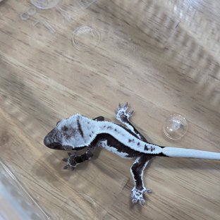 릴잔틱