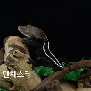 멘체스터