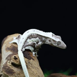릴잔틱