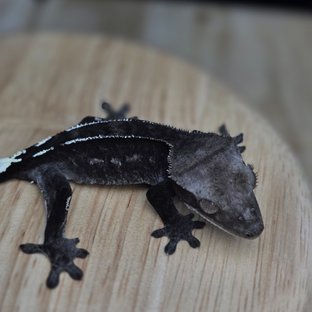 아잔틱 카푸치노