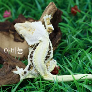 아비뇽