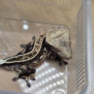 100%헷아잔틱 쿼드 풀핀