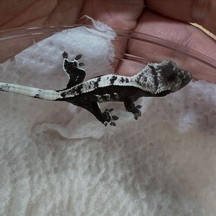 아잔틱