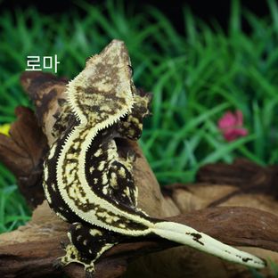 로마