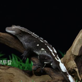 포르투칼