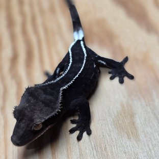 아잔틱 핀스트라이프