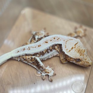 릴리100%헷아잔틱