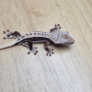 릴리100%헷아잔틱