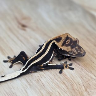 슈퍼스트라이프 엠티백