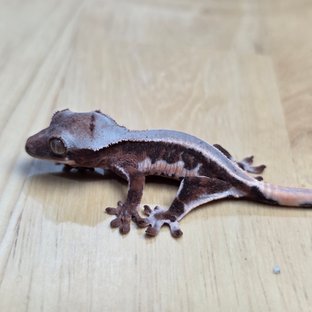 릴리화이트 초초