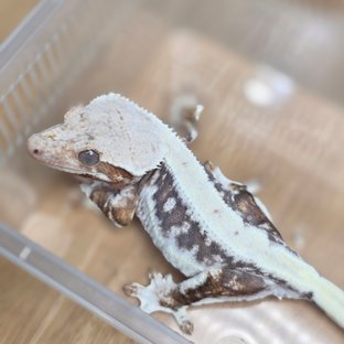 릴리100%헷아잔틱