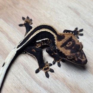 슈퍼스트라이프 엠티백